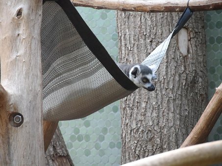 Lemur, Ape, Primat, Äffchen, Søt