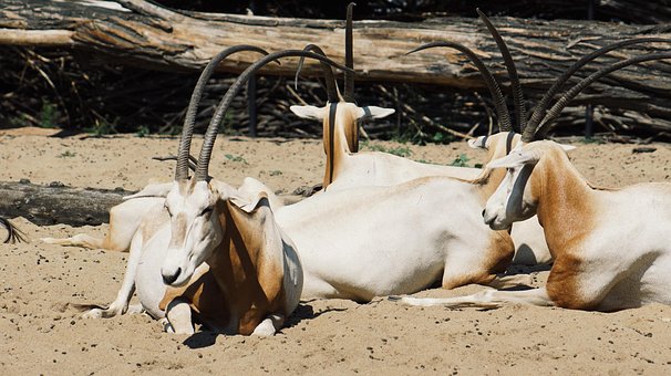 Grădină Zoologică, Antilopă, Coarne