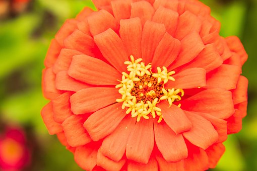 Free Flower Laptop Wallpaper photo and picture