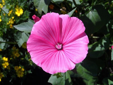Mallow, Rosa, Blossom, Blomst