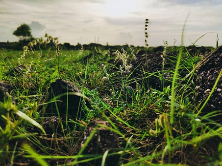 Iarbă, Verde, Natura, Peisaj