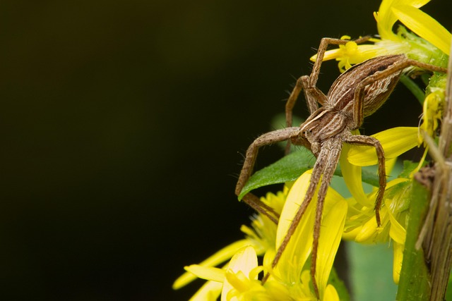Download free HD stock image of Spider Wildlife Free Spider Wildlife photo and picture