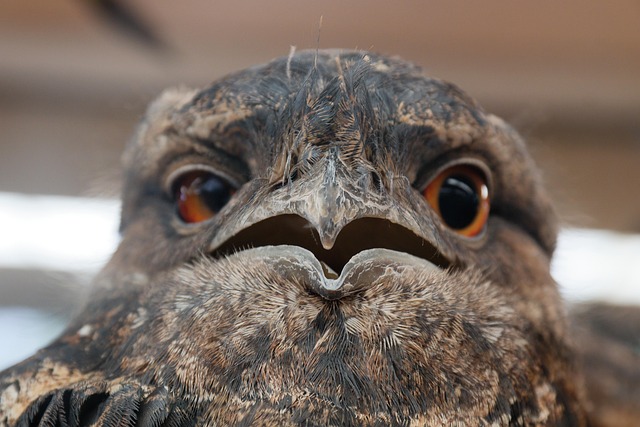 Ugle, Fugl, Tæt På, Næb, Crosseyed