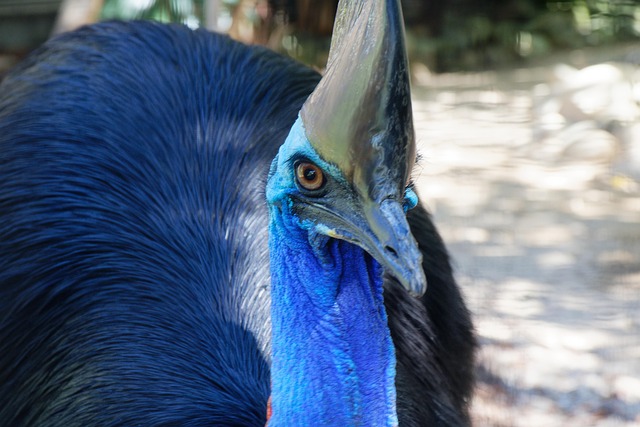 Cassowary, Blå, Fugl, Tæt På