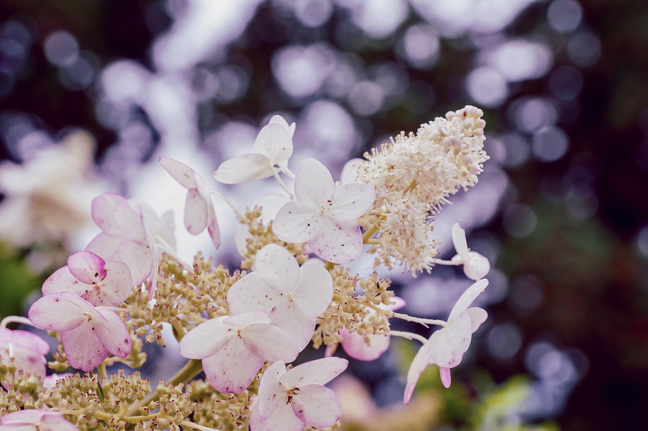 hydrangea, panicle hydrangea, garden, hydrangea family, white, ornamental plant, shrub, nature, blossom, bloom, pink, petals, flowering shrub