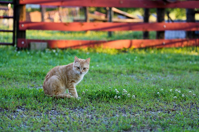Free Kitten Cat photo and picture