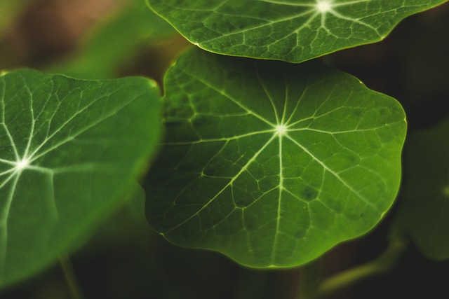 Free Plant Nature photo and picture