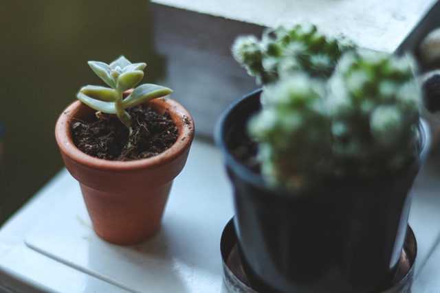 Free Plant Green photo and picture