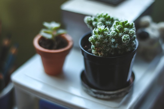 Free Plant Green photo and picture