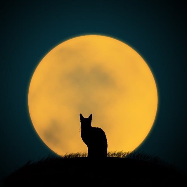 Free cat pet black cat illustration