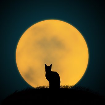 Katze, Haustier, Schwarze Katze