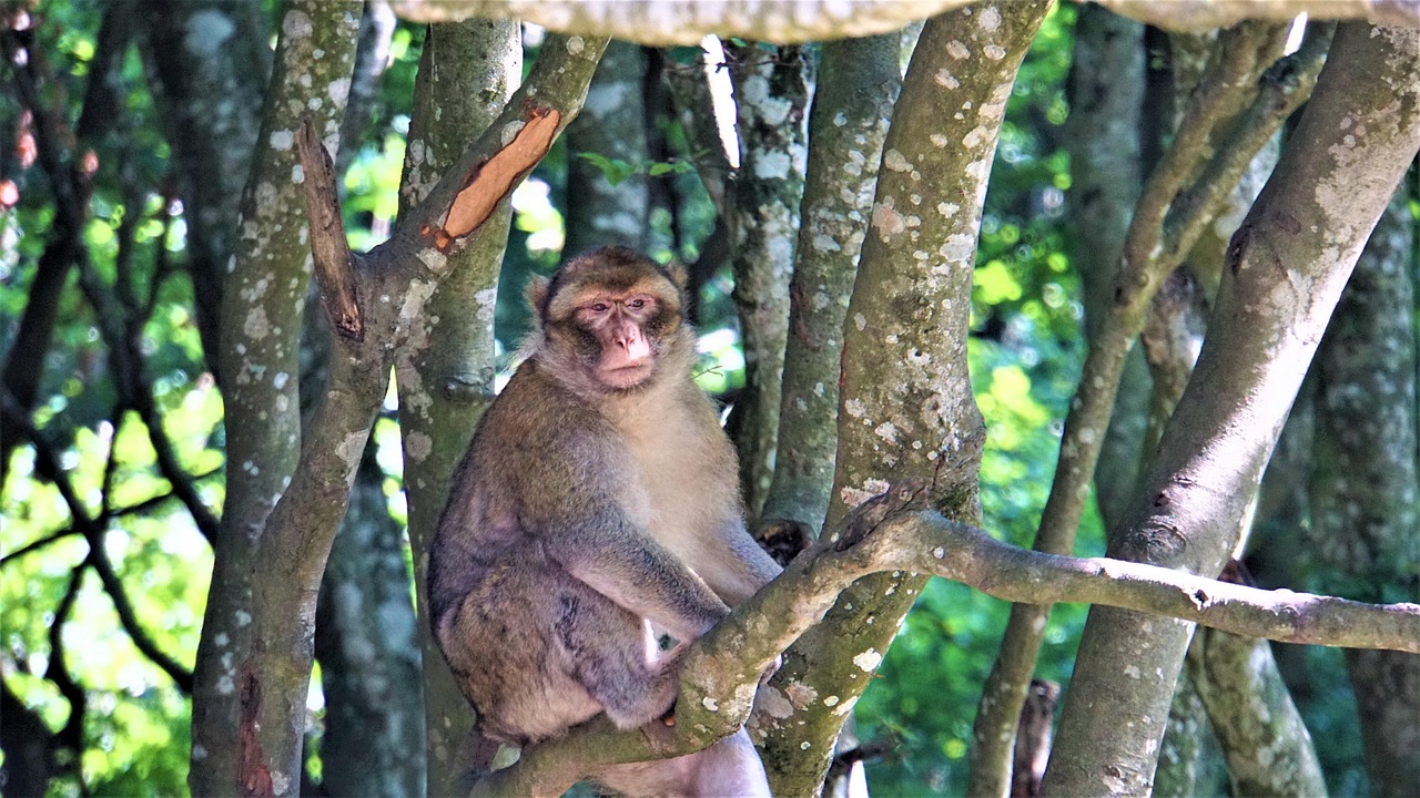 Macaque De Barbarie Dans L'Arbre Photo gratuite sur Pixabay Pixabay — free download