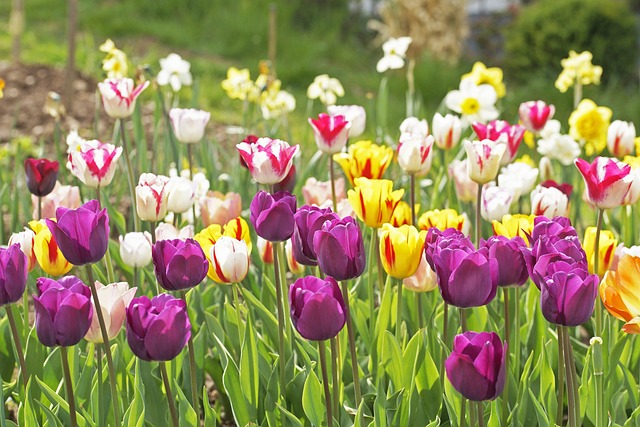 Have, Natur, Blomst Baggrund