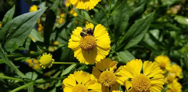 Bi, Blomster, Insekt, Bug, Pollen