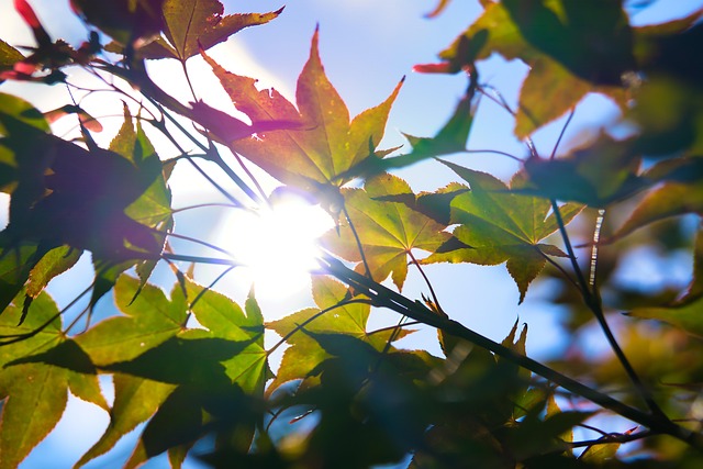 Free Germany Fall photo and picture