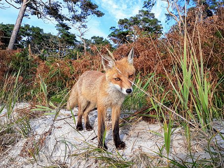 Free Fox Red Fox photo and picture