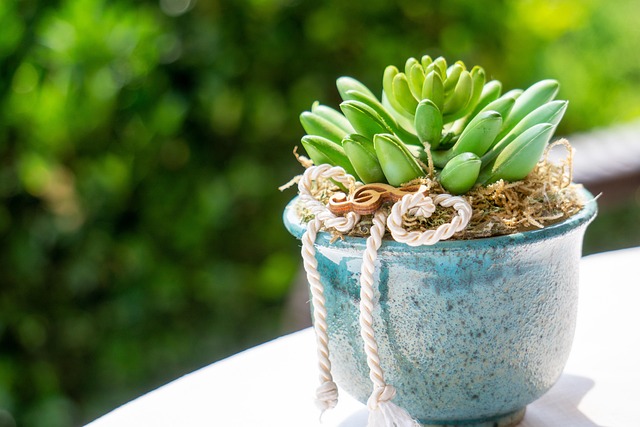 Free Succulents Flower Background photo and picture