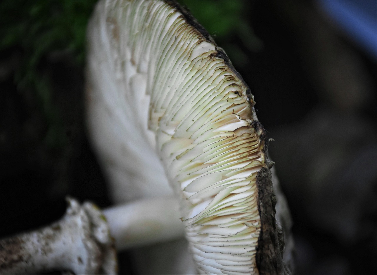 Mushroom Head Nature Free photo on Pixabay Pixabay