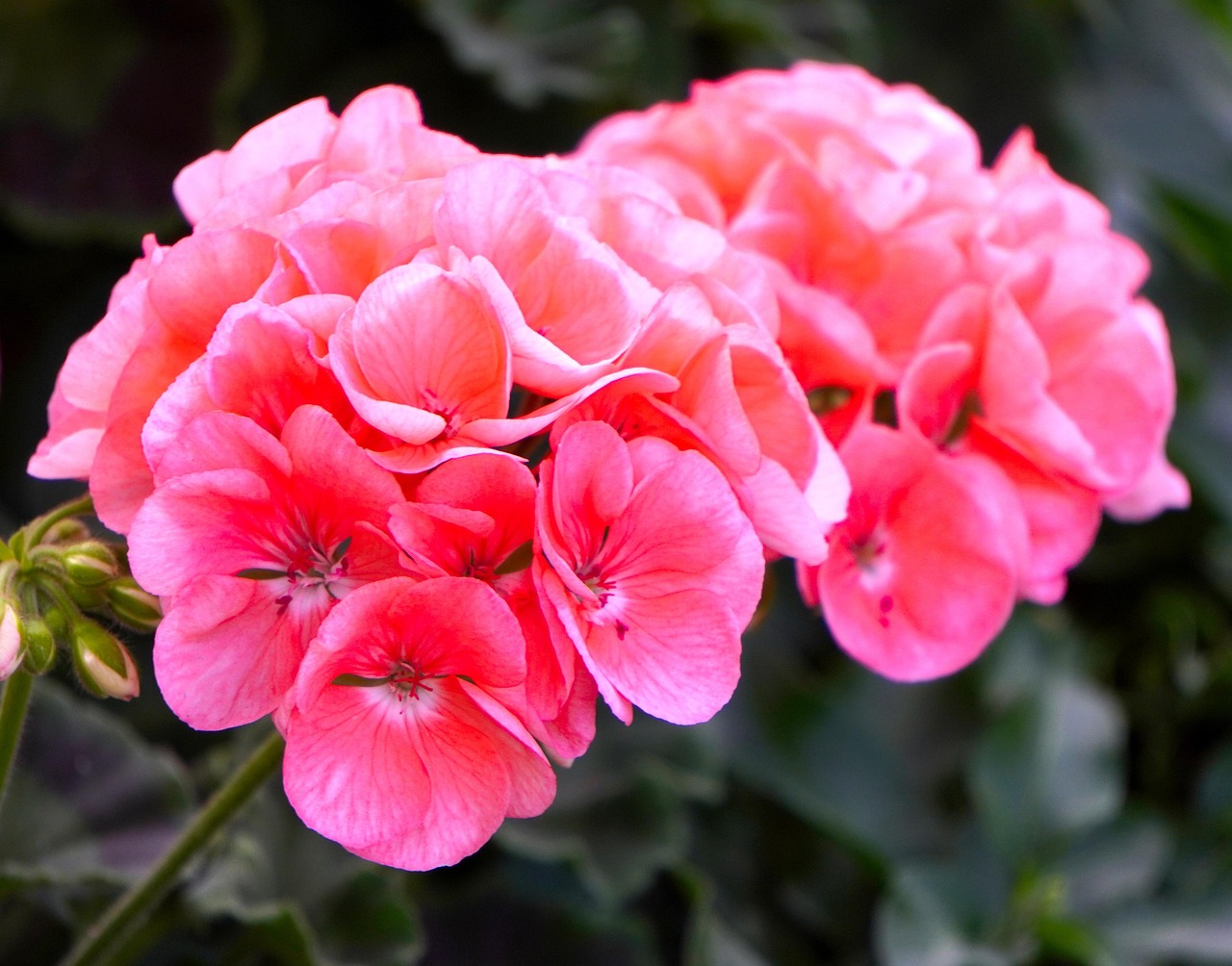 2 000 Free Geranium Nature Images Pixabay