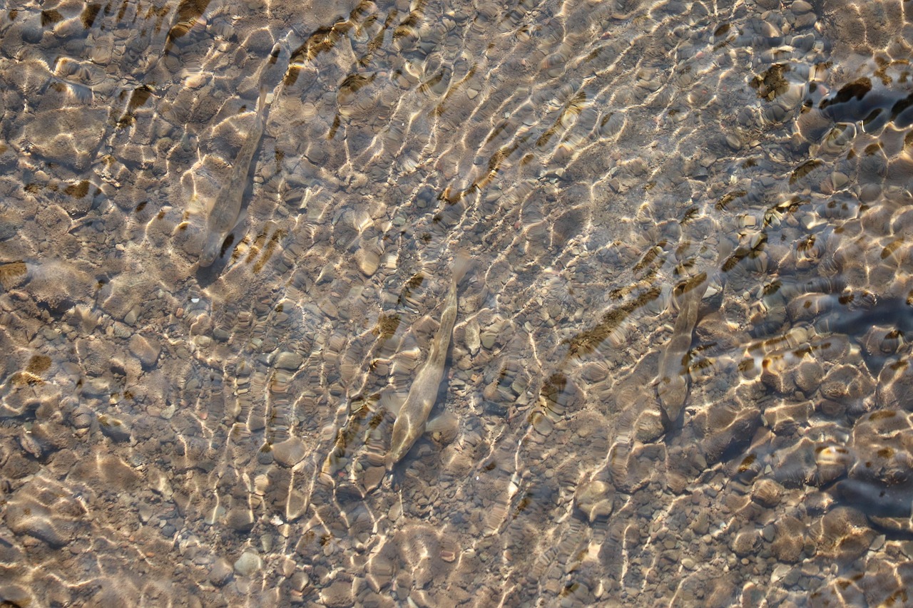Fish - free online jigsaw puzzle photo