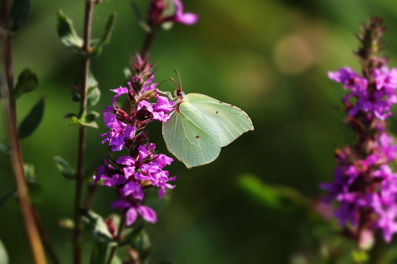 Butterfly - free online jigsaw puzzle photo