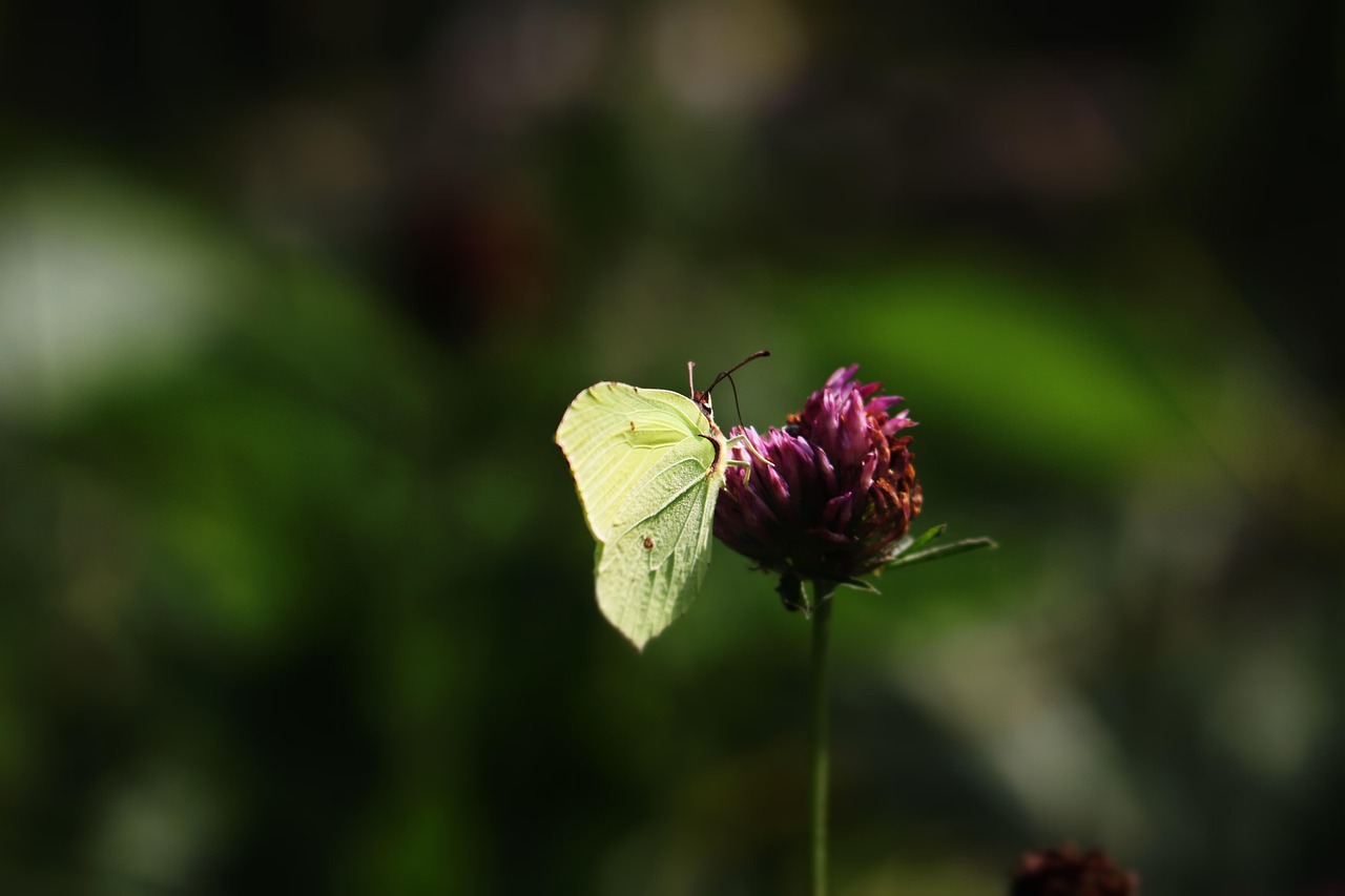Butterfly - free online jigsaw puzzle photo