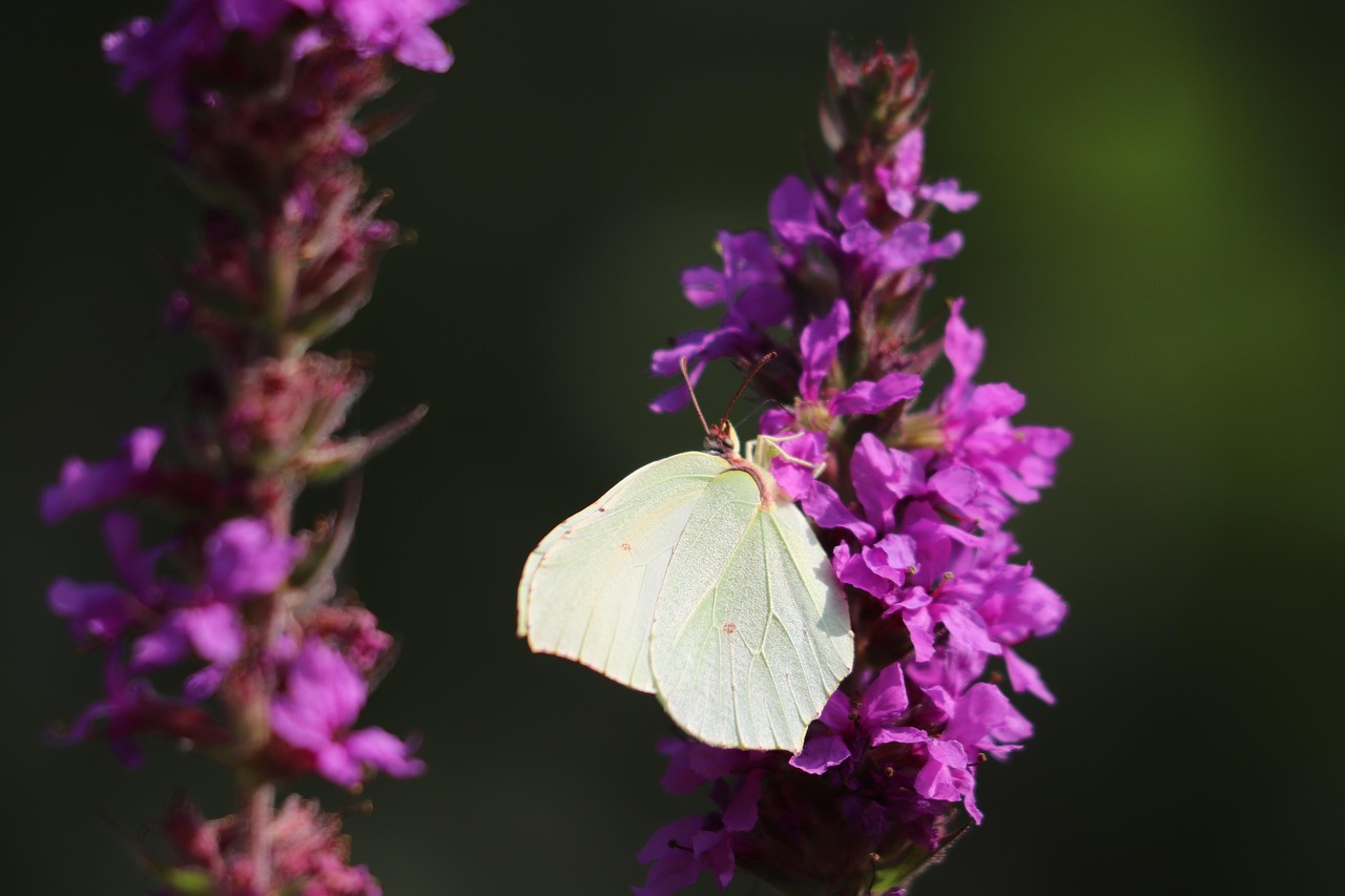 Butterfly - free online jigsaw puzzle photo