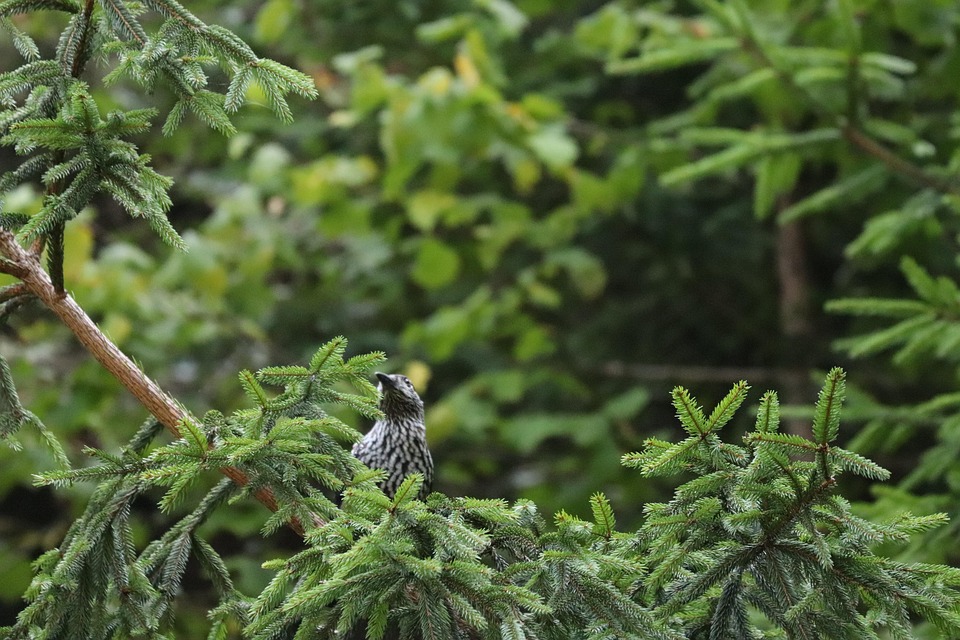 Burung Gelatik Merpati Foto Gratis Di Pixabay