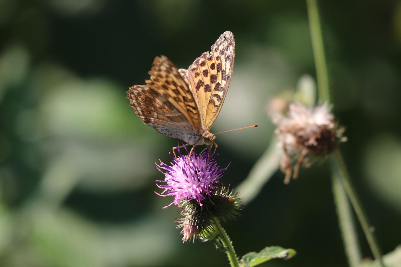 Butterfly - free online jigsaw puzzle photo