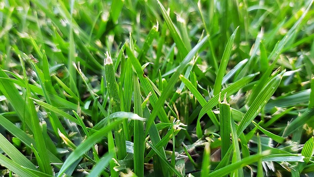 Jardim, Perto, Verde, Prado, Planta