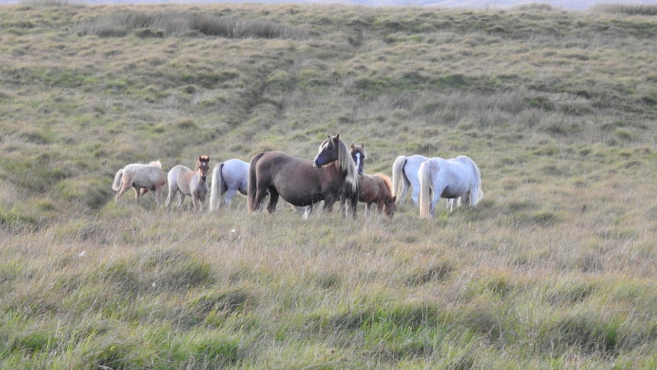 Horse - free online jigsaw puzzle photo