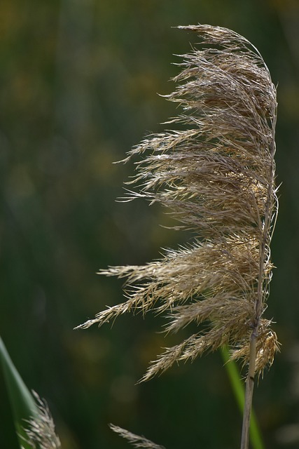 Blume, Bürste, Busch, Feder, Natur