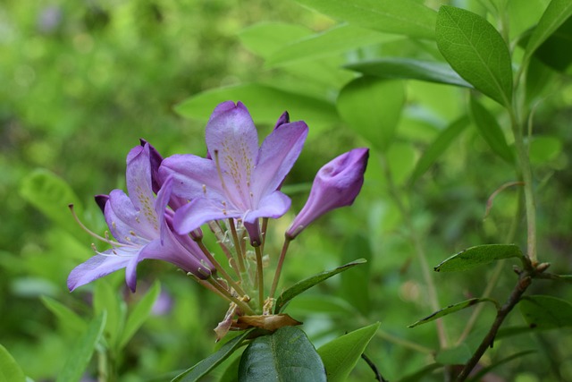 Verde, Floare, Natura, Vară, Grădină