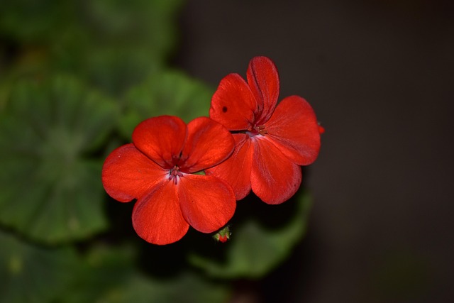 Blumen, Rot, Blüte, Garten, Liebe