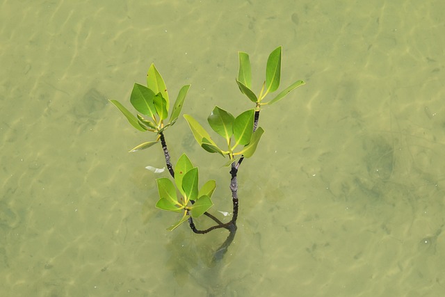 Mangrove, Apă, Tropical, În Aer Liber