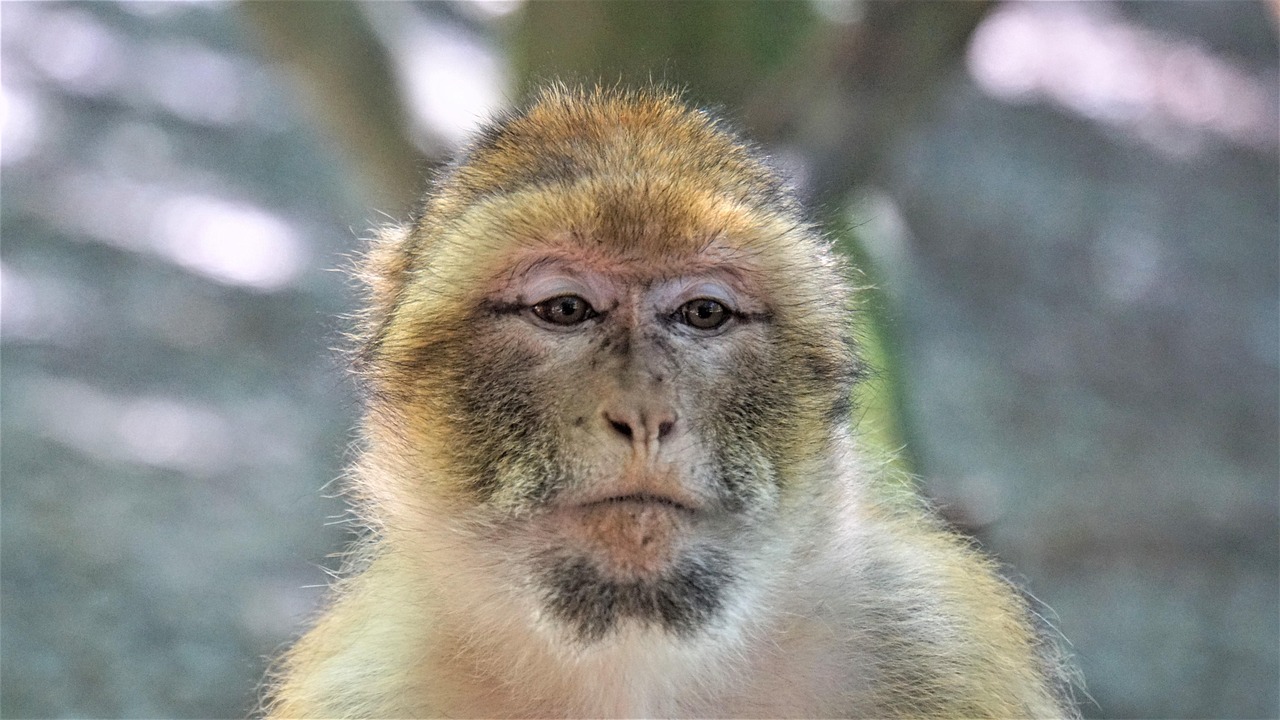 バーバリーマカク 類人猿 動物 Pixabayの無料写真