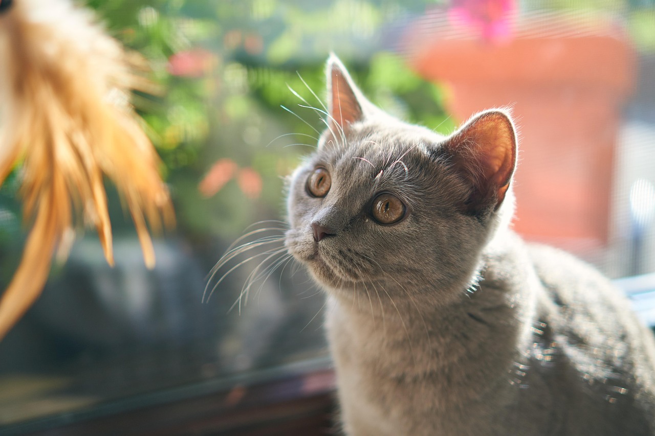 Animal - free online jigsaw puzzle photo