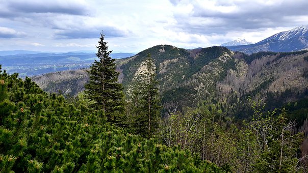 Landschaft, Bäume, Gebirge, Natur, Nadel