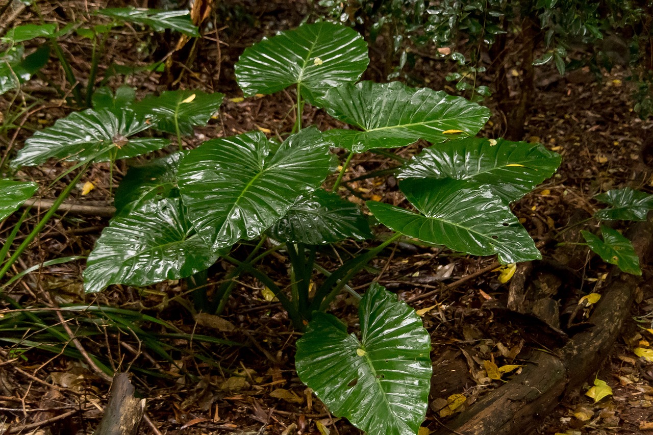 Lilly Native Native Lily Cunjevoi Alocasia - Kostenloses Foto auf Pixabay - Pixabay