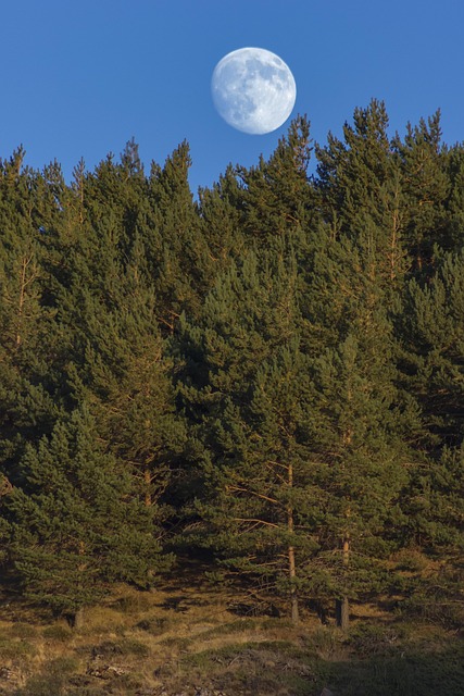 Free Moon Forest photo and picture