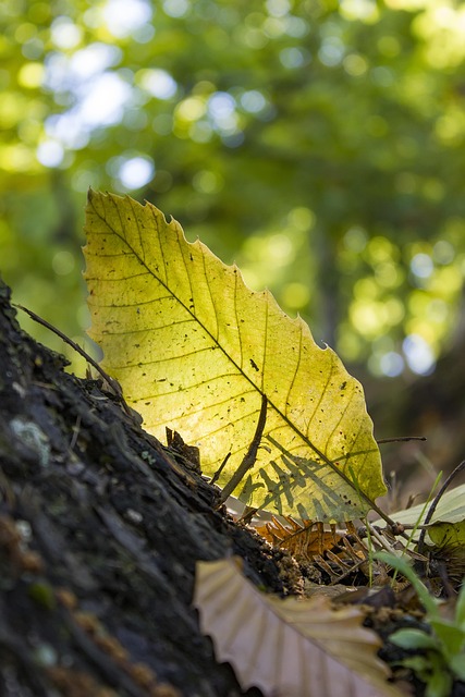 Free Autumn Sheets photo and picture