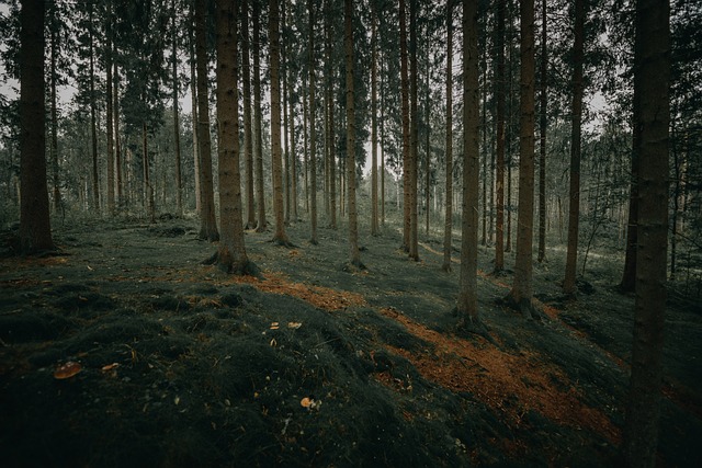 Forest, Groente, Natuur, Boom, Omgeving