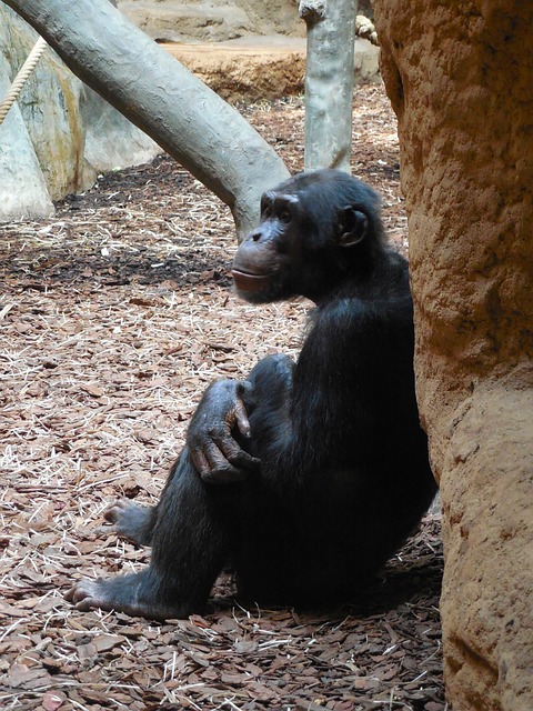 Free Monkey Chimp photo and picture