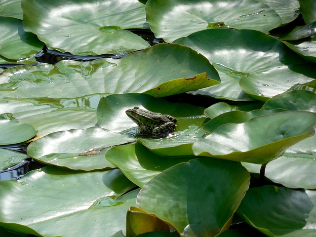 Free Frog Waterlily photo and picture