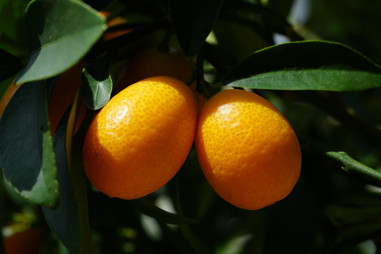 Kumquat Fruit Dwarf Orange Free photo on Pixabay Pixabay