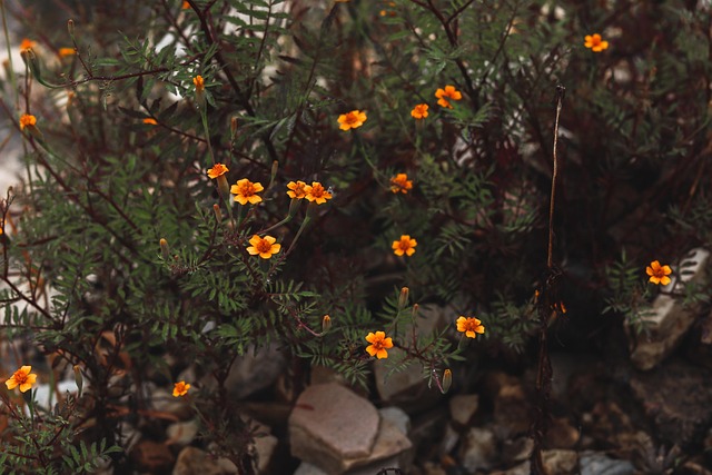 Free Flowers Flower Wallpaper photo and picture