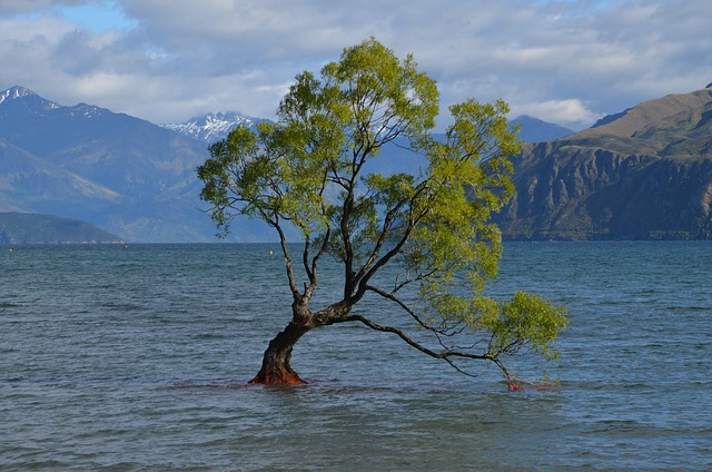 Free Wanaka Tree New Zealand photo and picture