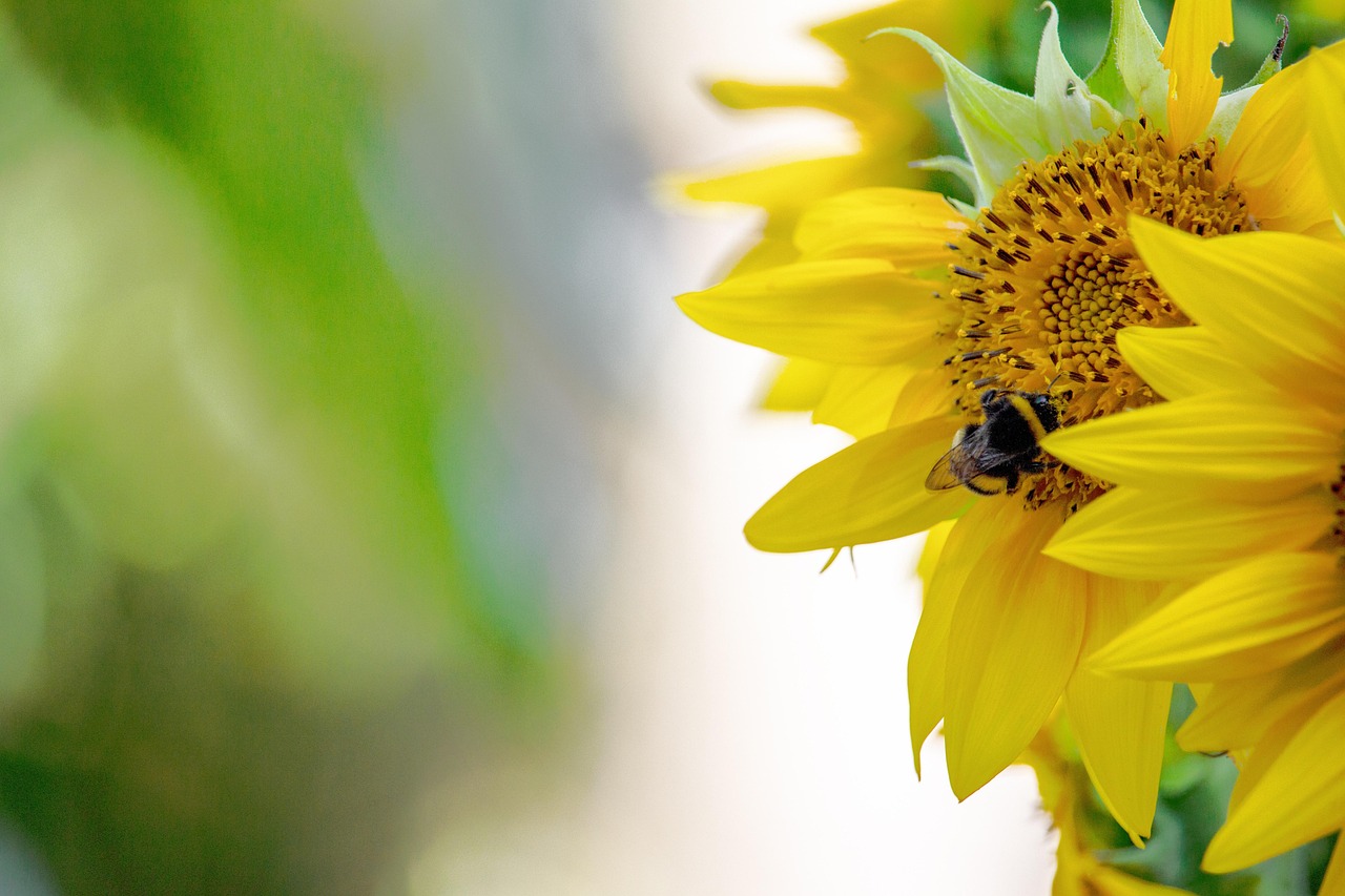 Sunflower Bumblebee Pollen Close - Free photo on Pixabay - Pixabay