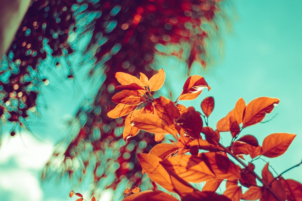 autumn-leaves-4438502_960_720.jpg