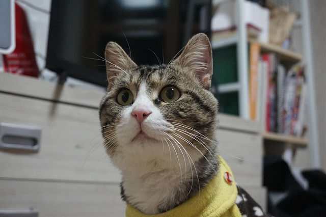 Free Cat Kitten photo and picture